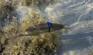 Hintergrundbilder - Picassofisch von oben