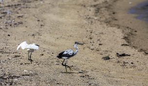 Hintergrundbilder - Zwei Reiher am Strand
