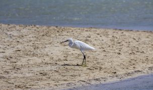 Hintergrundbilder - gyptischer Reiher am Strand