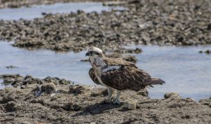 Hintergrundbilder - Fischadler am Felsenstrand