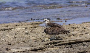 Hintergrundbilder - Fischadler am Roten Meer