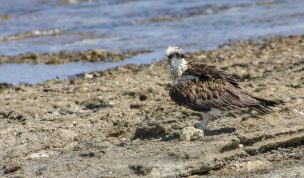 Hintergrundbilder - Fischadler in Marsa Alam