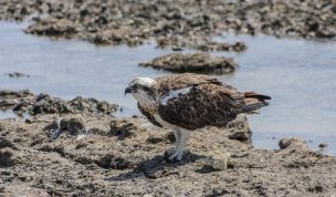 Hintergrundbilder - Fischadler vor dem Abflug