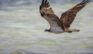 Hintergrundbilder - Fliegender Fischadler