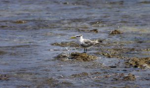 Hintergrundbilder - Möwe am Wasser