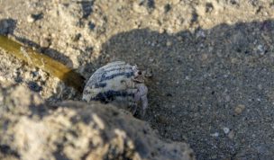 Hintergrundbilder - Versteckter Einsiedlerkrebs