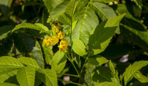 Hintergrundbilder - Gelbe Blüten mit viel Grün