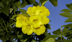 Hintergrundbilder - Große gelbe Blüte