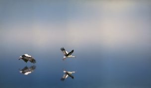 Hintergrundbilder - Störche über einem Gewässer