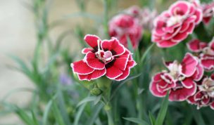 Hintergrundbild Wilde Nelken