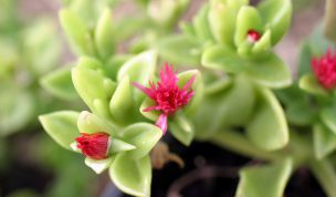 Hintergrundbild Kleine rote Sukkulente