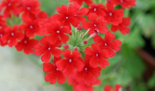 Hintergrundbild Pure red Blossom