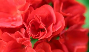 Hintergrundbild Rote Blume