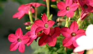 Hintergrundbild Rote Blütenpracht