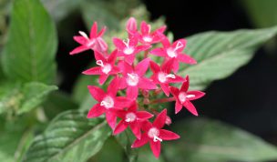 Hintergrundbild Kleine rote Blüten