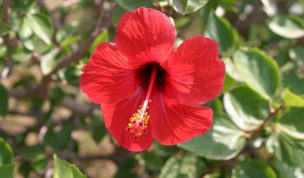 Hintergrundbild Roter Hibiskus