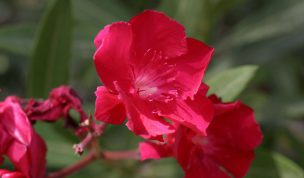 Hintergrundbild Roter Oleander