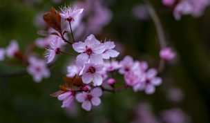 Hintergrundbilder - Blüten der Blutpflaume Nahaufnahme