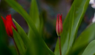 Hintergrundbilder - Zwei Tulpen Nahaufnahme