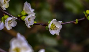 Hintergrundbilder - Weiße Blüten Zierquitte
