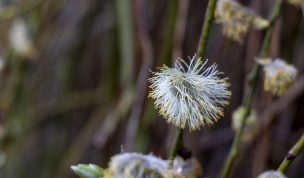 Hintergrundbilder - Verblühte Weidenkätzchen