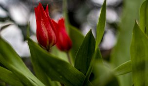 Hintergrundbilder - Rote Tulpen Nahaufnahme