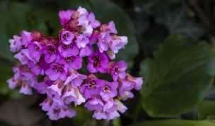 Hintergrundbilder - Rosa Blüten Nahaufnahme