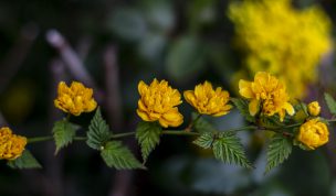 Hintergrundbilder - Ranunkelstrauch mit Blüten