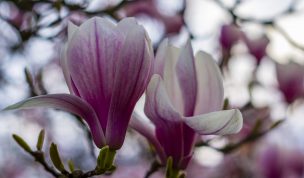 Hintergrundbilder - Magnolienblüten Nahaufnahme
