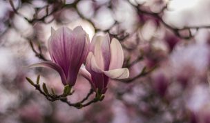 Hintergrundbilder - Magnolien im Abendlicht - Frühling 2019
