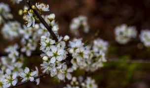 Hintergrundbilder - Kirschblüten im Frühling III
