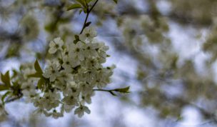 Hintergrundbilder - Kirschblüten im Frühling II