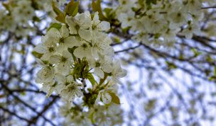 Hintergrundbilder - Kirschblüten im Frühling I
