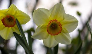 Hintergrundbilder - Hübsche Osterglocken