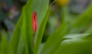 Hintergrundbilder - Hidden Beauty - Versteckte Tulpe