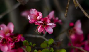 Hintergrundbilder - Blüten einer Zierquitte