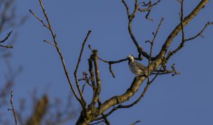 Hintergrundbilder - Bachstelze im Abendlicht