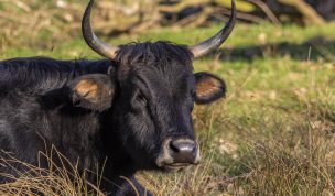 Hintergrundbilder - Verschlafenes Heckrind