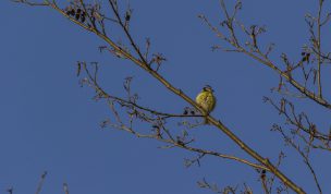 Hintergrundbilder - Blaumeise im Abendlicht