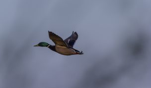 Hintergrundbilder - Ente im Flug