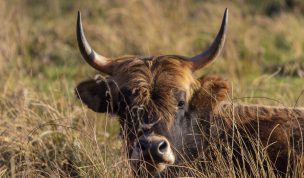 Hintergrundbilder - Heckrind im hohen Gras