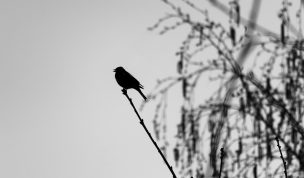 Hintergrundbilder - Meise im Gegenlicht