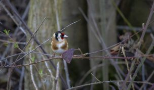 Hintergrundbilder - Stieglitz im Frühling