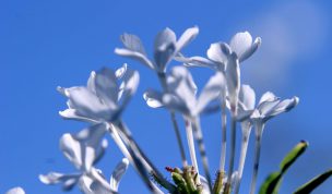 Hintergrundbild White and Blue - weiße Blüten vor blauem Himmel