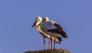 Hintergrundbilder - Storchenpaar im Abendlicht