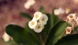 Hintergrundbild Kleine weiße Blume in Nahaufnahme