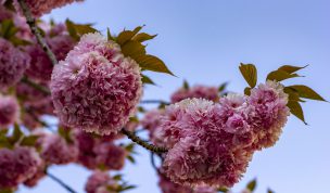 Hintergrundbilder - Blüten einer Wildkirsche