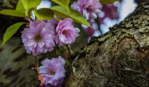 Hintergrundbilder - Wildkirschblüten am Stamm