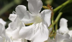 Hintergrundbild Weißer Oleander im Sonnenlicht