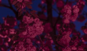 Hintergrundbilder - Wildkirschblüten bei Nacht